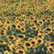 Accommodation in Italy Villa La Selva