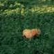 Accommodation in Italy Villa La Selva