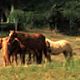 Accommodation in Italy Villa La Selva
